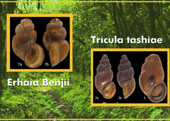 Two new snail species, new to science discovered in Bhutan