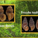 Two new snail species, new to science discovered in Bhutan
