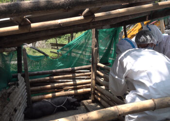 Government spends millions in managing African Swine Fever outbreaks