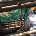 Government spends millions in managing African Swine Fever outbreaks