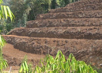 Land management helps farmers to cultivate more vegetables – SJ