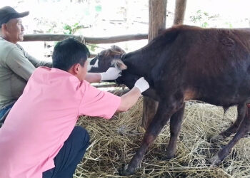 Lumpy skin disease outbreak confirmed in Guma and Toedwang Gewogs, Punakha
