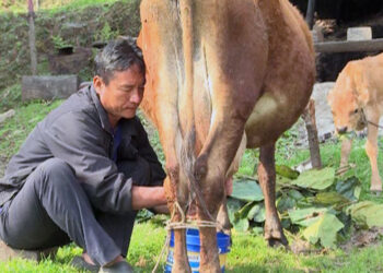 Koufuku Milk Processing Unit: Empowering milk cooperatives in Bhutan