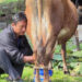 Koufuku Milk Processing Unit: Empowering milk cooperatives in Bhutan