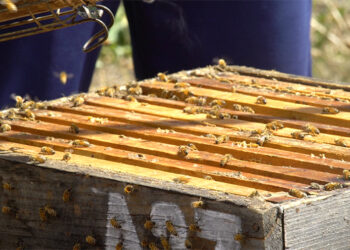 World Bee Day: Celebrating vital roles of bees