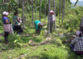 Traders fetch good price for areca nut -SJ