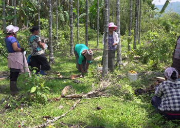 Traders fetch good price for areca nut -SJ