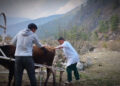 Katsho farmers shun breeding bulls as artificial insemination gains popularity- Haa
