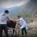 Katsho farmers shun breeding bulls as artificial insemination gains popularity- Haa