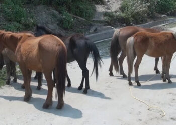 Trashigang Dzongkhag Tshogdu decides to let Gewog offices either translocate or auction stray horses