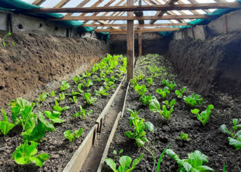 Sunken bed technology enables Laya farmers to cultivate vegetables, Gasa