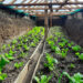 Sunken bed technology enables Laya farmers to cultivate vegetables, Gasa