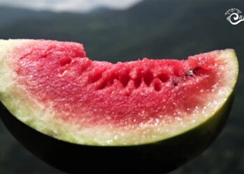 Watermelon festival to be held in Thimphu this weekend