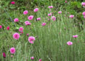 New drying facility boosts flower processing in Dragchhukha – Punakha