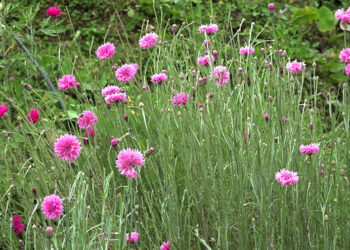 New drying facility boosts flower processing in Dragchhukha – Punakha