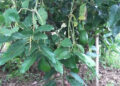 Avocado farming, a success story in Pema Gatshel