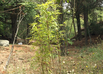 Local bamboo, Dew Yangkha, identified as new to science