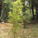 Local bamboo, Dew Yangkha, identified as new to science