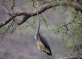 Country records 27 White-bellied Herons