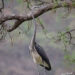 Country records 27 White-bellied Herons