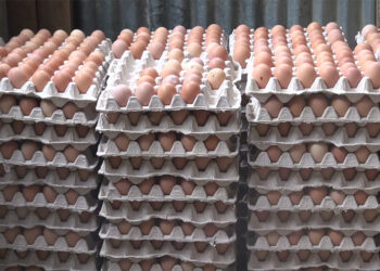 Country faces egg shortage