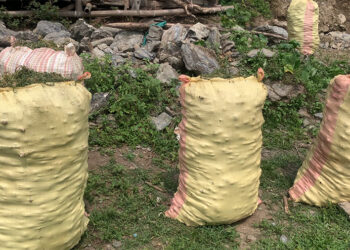 Ginger production declines due to rotting disease in Deling-Marpji Chiwog, Chhukha