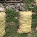 Ginger production declines due to rotting disease in Deling-Marpji Chiwog, Chhukha