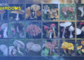 National Mushroom Centre identifies 50 poisonous mushrooms, advises caution