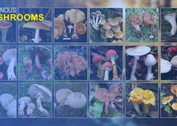 National Mushroom Centre identifies 50 poisonous mushrooms, advises caution