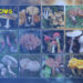 National Mushroom Centre identifies 50 poisonous mushrooms, advises caution