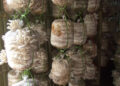 Successful trial prompts oyster mushroom farm expansion in Pema Gatshel