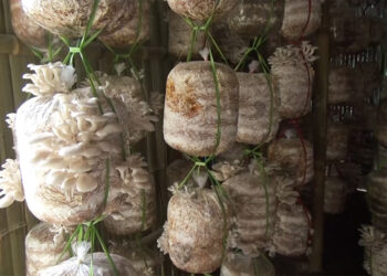Successful trial prompts oyster mushroom farm expansion in Pema Gatshel