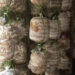 Successful trial prompts oyster mushroom farm expansion in Pema Gatshel