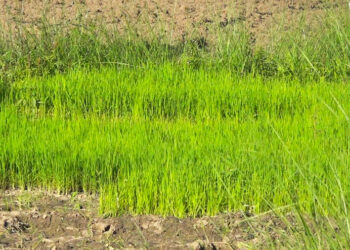 Delayed monsoon impacts paddy cultivation across the country