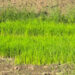 Delayed monsoon impacts paddy cultivation across the country