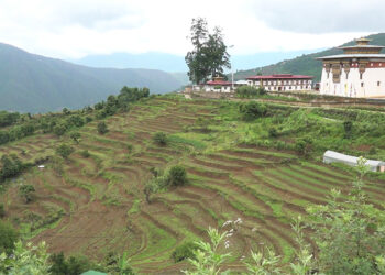 Punakha farmers accuse irrigation project of failing to deliver sufficient water and for delaying paddy transplantation