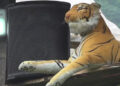 Dragchhukha’s stuffed tiger gets animal repelling sound system, Punakha