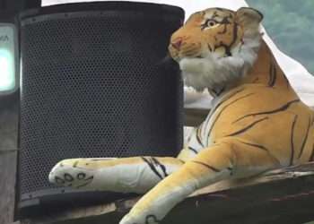 Dragchhukha’s stuffed tiger gets animal repelling sound system, Punakha