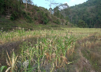 Heat wave and dry spell worries farmers across the country