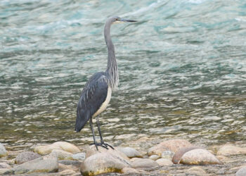Bhutan’s conservation efforts see slight increase in the numbers of White Bellied Herons