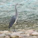 Bhutan’s conservation efforts see slight increase in the numbers of White Bellied Herons