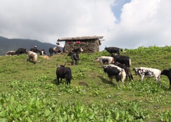 Social media and radio help remote herders stay informed