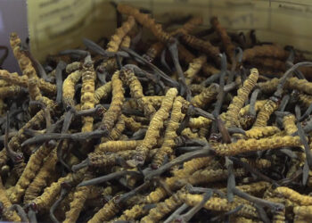 Cordyceps auction in Laya sees better prices amid lower yield