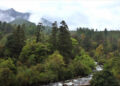 Bhutan’s forest cover declines but carbon sequestration capacity increases