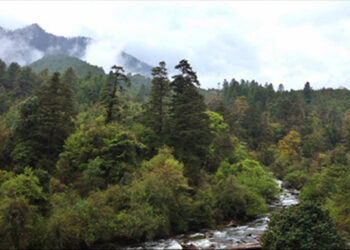 Bhutan’s forest cover declines but carbon sequestration capacity increases