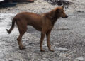 Phuentshogling to begin mass vaccination for dogs against rabies