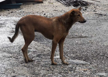 Phuentshogling to begin mass vaccination for dogs against rabies