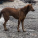 Phuentshogling to begin mass vaccination for dogs against rabies