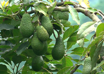 Avocado cultivation brings hope to Gomdar Gewog amidst struggling mandarin farming