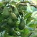 Avocado cultivation brings hope to Gomdar Gewog amidst struggling mandarin farming